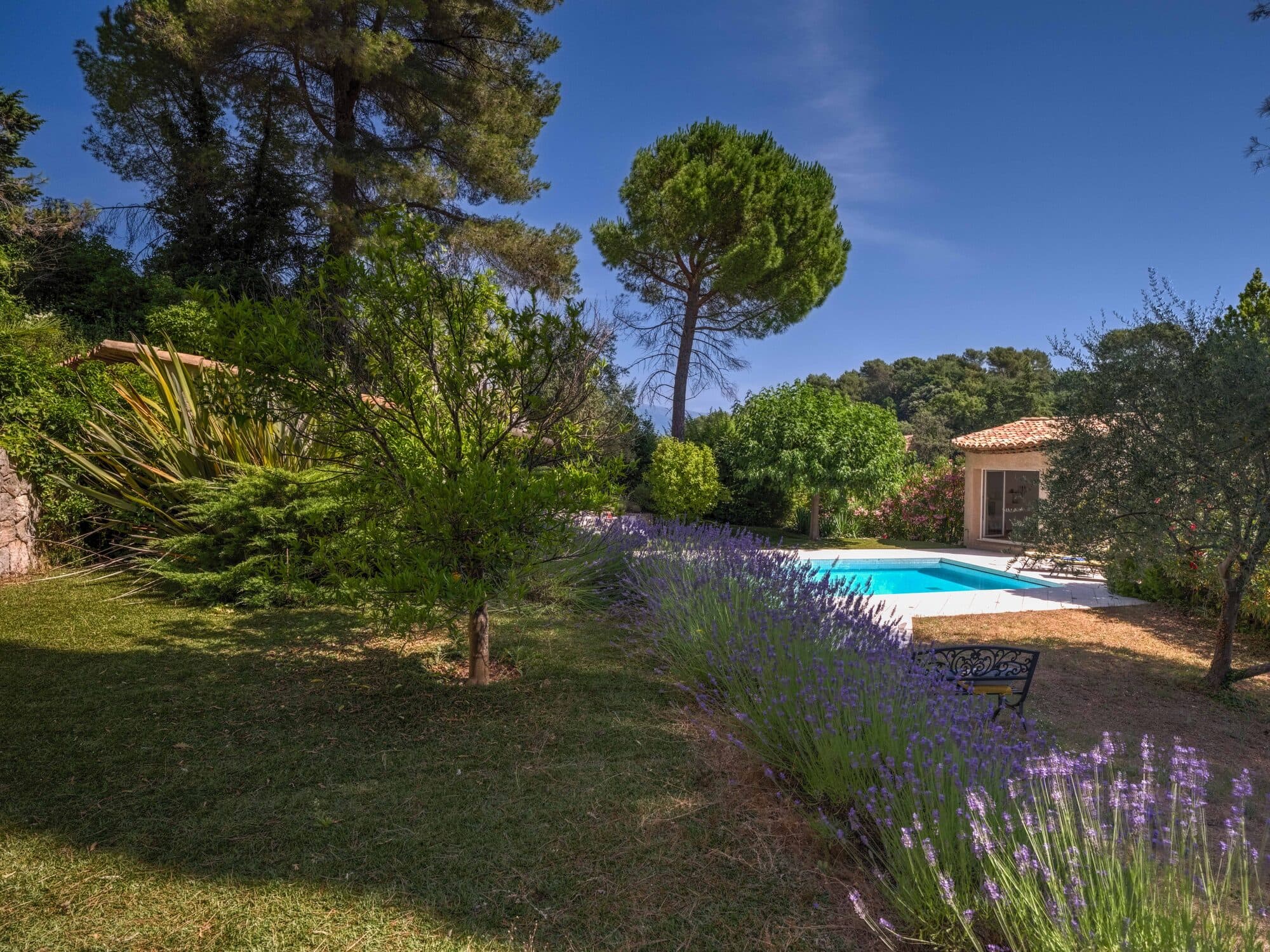 A Mediterranean garden in summer: a border of lavender in bloom, umbrella pines and a pool in front of a pool house